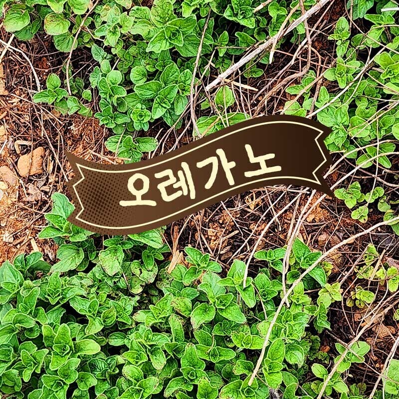 강원더몰,토마토 허브 마리네이드 발사믹비네거 대용량 수제피클 상큼발랄한 샐러드 드레싱 샌드위치 토핑 파스타 소스